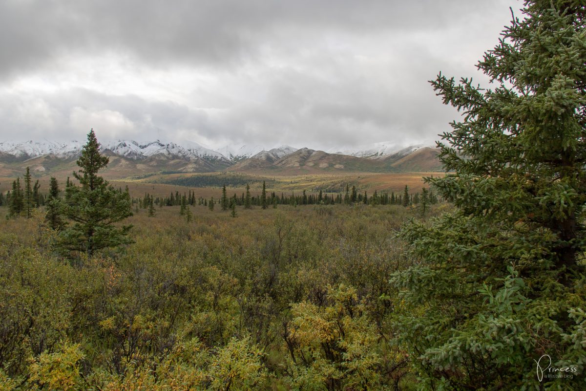 Update: ein Besuch in Northpole und der Denali National Park (Alaska Teil 2)