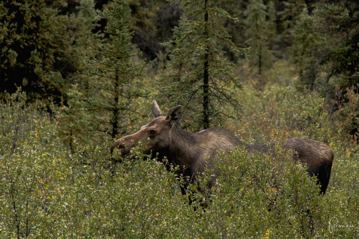 Update: ein Besuch in Northpole und der Denali National Park (Alaska Teil 2)