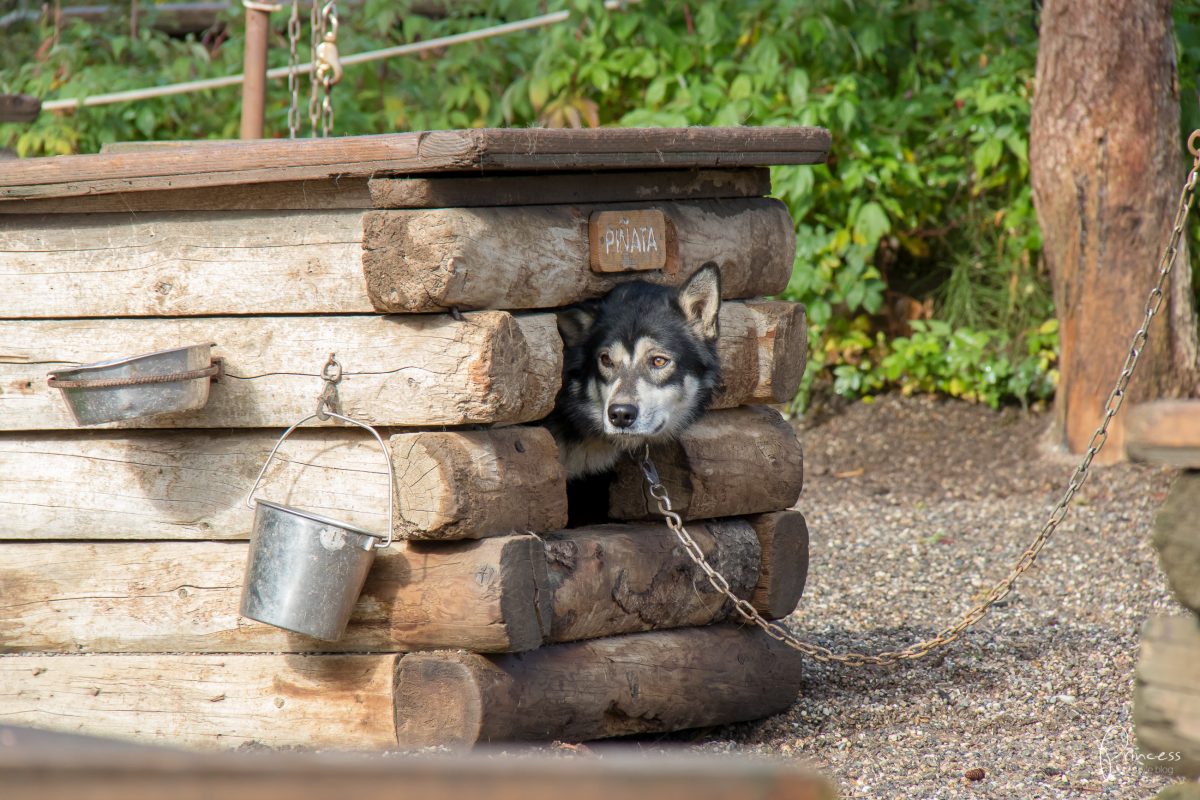 Update: ein Besuch in Northpole und der Denali National Park (Alaska Teil 2)