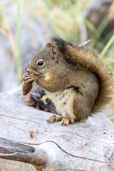 Jasper Nationalpark: 12 Orte die du besuchen solltest