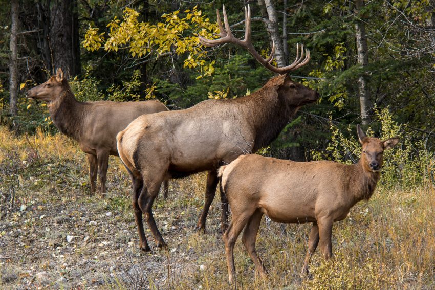 Jasper Nationalpark: 12 Orte die du besuchen solltest