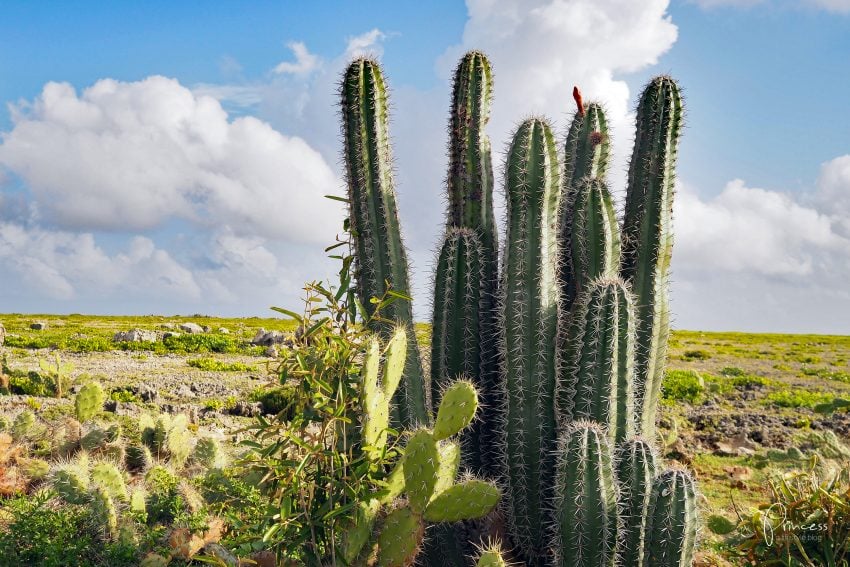 ABC Inseln in der Karibik: Aruba, Bonaire und Curacao