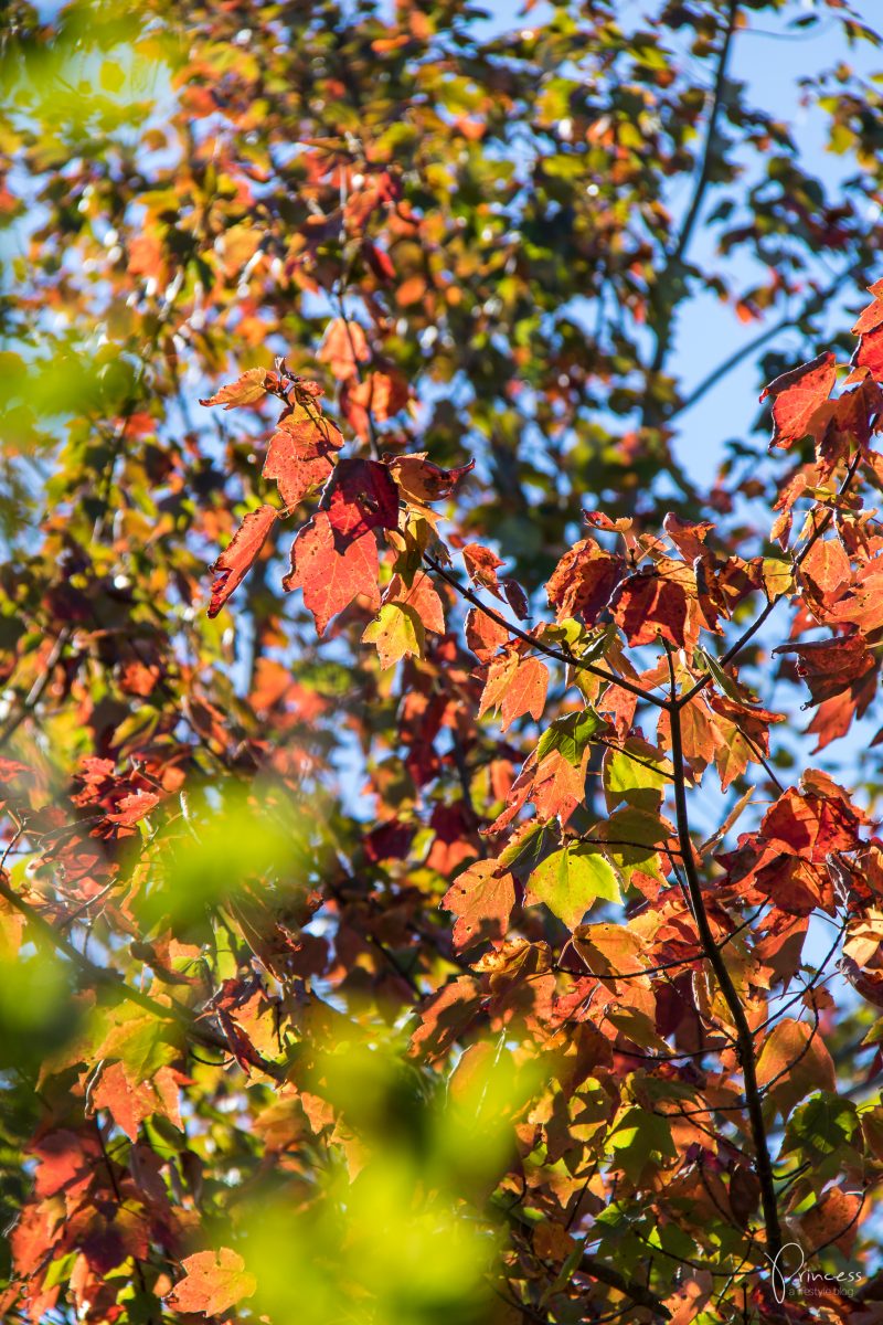 Indian Summer in Kanada: Tipps für deine Rundreise an der Ostküste