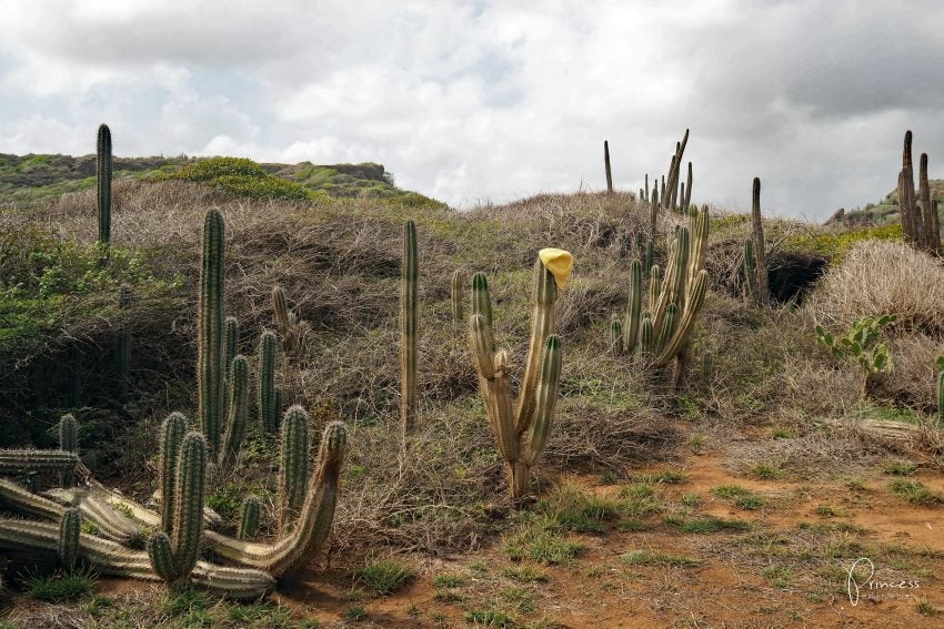 ABC Inseln in der Karibik: Aruba, Bonaire und Curacao