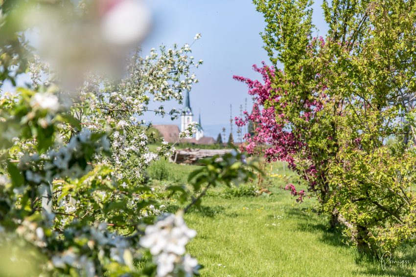 Ausflugstipp: Bluescht-Fäscht & Wandern im Thurgau
